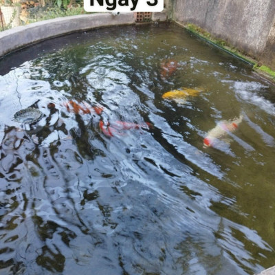 Đèn UV 20W AQUA SUV+ Diệt Khuẩn, Rêu Tảo Hồ Cá Koi , Xử Lý Nước Thải, Nước Sinh Hoạt Trong 7 Ngày