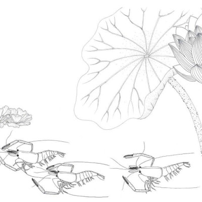 Trong Đầm Gì Đẹp Bằng Sen - Sách Tô Màu