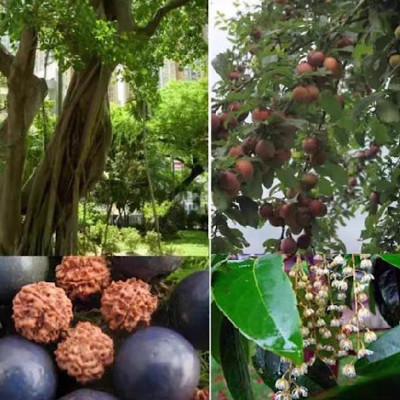 VÒNG CHUỖI 108 HẠT BỒ ĐỀ KIM CANG NEPAL TỰ NHIÊN MÀI NHẴN 12ly