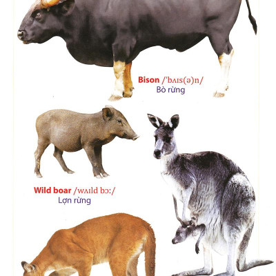 Từ Điển Anh - Việt Bằng Hình: Động Vật (Dành Cho Trẻ Từ 2 - 6 Tuổi)