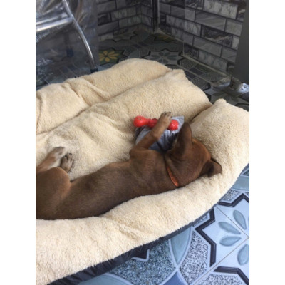 Nệm ngủ cho chó to (có khoá kéo) tặng gối nằm size 45kg