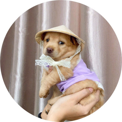 NÓN LÁ SIÊU XINH CHO THÚ CƯNG CHÓ MÈO