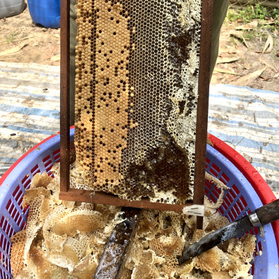 Nến Sáp Ong 79 Giờ Kèm Dĩa Gỗ Dừa 10cm : Khử Mùi Hôi Phòng, Làm Sạch Không Khí, Thơm Nhẹ Mùi Mật Ong - HÀNG CHÍNH HÃNG