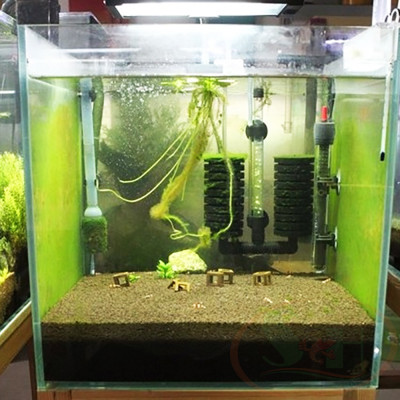 Bộ mầm kích tảo xanh nuôi cá tép đánh tường rêu xanh bể cá tép sula cảnh