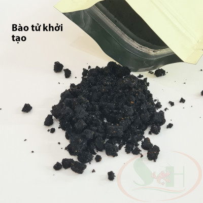 Bộ mầm kích tảo xanh nuôi cá tép đánh tường rêu xanh bể cá tép sula cảnh