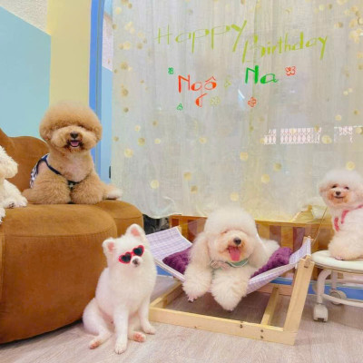 Võng cho thú cưng siêu cute