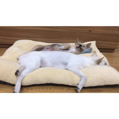 Nệm, ngủ cho chó to (có khoá kéo) tặng gối nằm , thảm nệm thú cưng