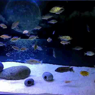 5KG Cát thủy sinh thạch anh lọc nước, trải nền, làm thác cát, trang trí bể cá, khử asen, tạp chất có trong nước ăn hàng ngày ... 