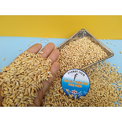 hạt đại mạch dùng làm thức ăn đầy đủ dinh dưỡng cho chim , vẹt