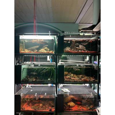 sạn gốm ceramic Siêu Đỏ - sạn gốm cá lóc tép trãi nền ceramic thuỷ sinh nền bể cá