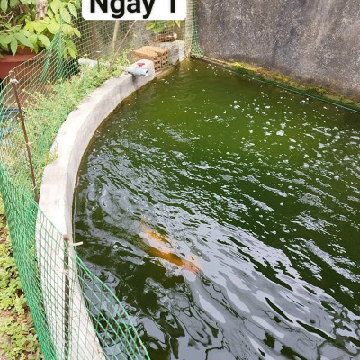 Đèn UV Diệt Khuẩn 20W, 30W, 55W, 75W, 100W, 150W, 200W Uv AQUA+ SUV Xử Lý Nước Bể Cá Koi, Hồ Thủy Sinh, Nước Sinh Hoạt, Chăn Nuôi Hiệu Quả ( có đối trọng)