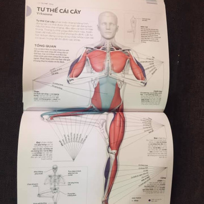 KHOA HỌC VỀ YOGA (Bìa cứng)