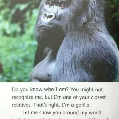 Dolphin Readers Level 4: Go, Gorillas, Go