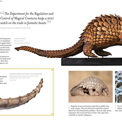 Fantastic Beasts: The Wonder of Nature (Amazing Animals and the Magical Creatures of Harry Potter and Fantastic Beasts) (Paperback)