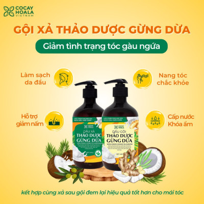 Bộ dầu gội thảo dược gừng dừa Cocayhoala hỗ trợ trị gàu, giảm nấm ngứa, dung tích 440g/chai- 95% thành phần từ gừng tươi hữu cơ còn nguyên xơ gừng, hỗ trợ trị rụng tóc, kích thích mọc tóc vượt trội