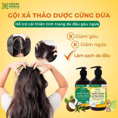 Bộ dầu gội thảo dược gừng dừa Cocayhoala hỗ trợ trị gàu, giảm nấm ngứa, dung tích 440g/chai- 95% thành phần từ gừng tươi hữu cơ còn nguyên xơ gừng, hỗ trợ trị rụng tóc, kích thích mọc tóc vượt trội