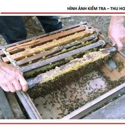 Mật ong thiên nhiên Honeyboy 500ML 