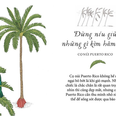 Sách - Sống như những cái cây