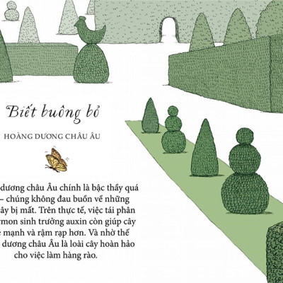 Sách - Sống như những cái cây