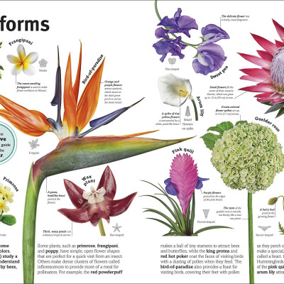 Trees, Leaves, Flowers And Seeds: A Visual Encyclopedia Of The Plant Kingdom