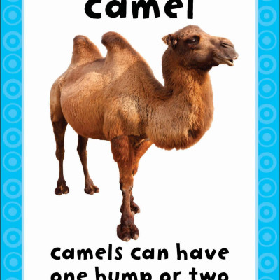 Get Set Go: Flashcards - Animals