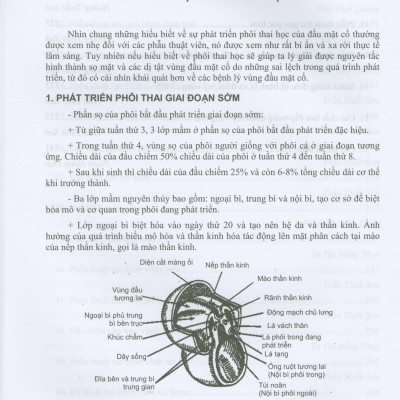 Các Vấn Đề Cơ Bản Trong Phẫu Thuật Tạo Hình Thẩm Mỹ (Phần III: Đầu Mạt Cổ)