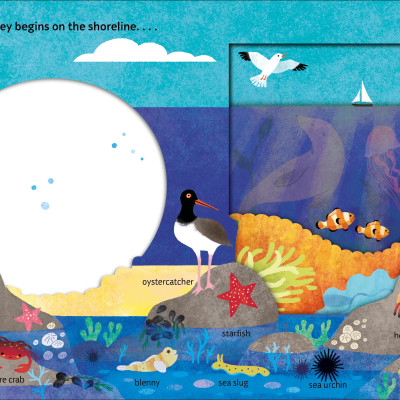 Look Closer: Under The Ocean