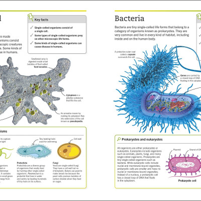 Biology: The Ultimate Bitesize Study Guide (Supersimple)