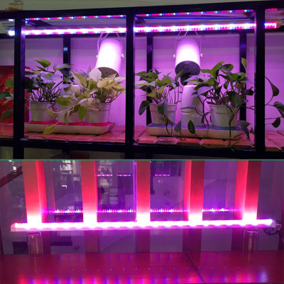 Đèn Trồng Lan Trong Nhà Led Grow Light giúp hoa lan phát triển tốt và "chống lạnh cho lan" vào mùa đông (Led Dài 1.2M màu tím hồng)