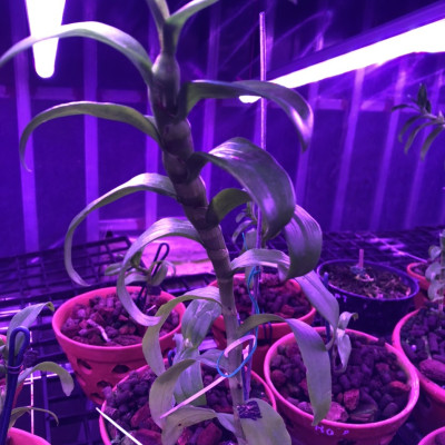 Đèn Trồng Lan Trong Nhà Led Grow Light giúp hoa lan phát triển tốt và "chống lạnh cho lan" vào mùa đông (Led Dài 1.2M màu tím hồng)