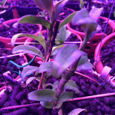 Đèn Trồng Lan Trong Nhà Led Grow Light giúp hoa lan phát triển tốt và "chống lạnh cho lan" vào mùa đông (Led Dài 1.2M màu tím hồng)