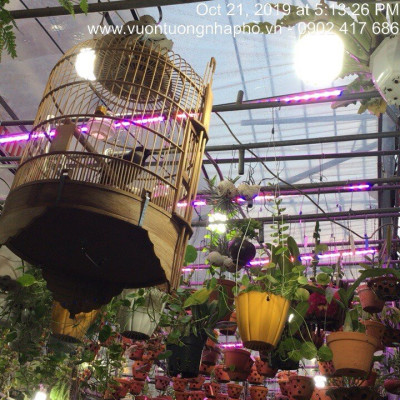 Đèn Trồng Lan Trong Nhà Led Grow Light giúp hoa lan phát triển tốt và "chống lạnh cho lan" vào mùa đông (Led Dài 1.2M màu tím hồng)