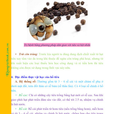 Bí Quyết Thành Công Kĩ Thuật Trồng Tiêu Hiệu Quả - KV