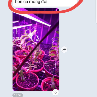 Đèn Trồng Lan Trong Nhà Led Grow Light giúp hoa lan phát triển tốt và "chống lạnh cho lan" vào mùa đông (Led Dài 1.2M màu tím hồng)