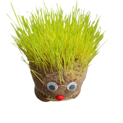 Búp bê đầu cỏ sản phẩm trang trí phòng khách bàn làm việc hoặc cho trẻ chăm sóc cây khám phá sự phát triển của cây hướng trẻ yêu thiên nhiên