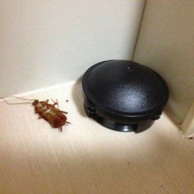 Hộp 12 viên diệt gián mùi hương dễ chịu, hiệu quả nhanh