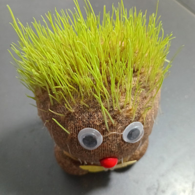 Búp bê đầu cỏ sản phẩm trang trí phòng khách bàn làm việc hoặc cho trẻ chăm sóc cây khám phá sự phát triển của cây hướng trẻ yêu thiên nhiên