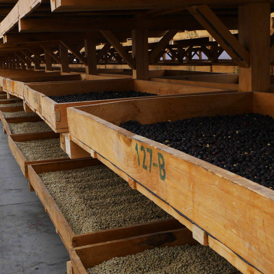 Cà phê hảo hạng (Specialty Coffee) 1864 CAFÉ Guatemala Puerta Verde nguyên hạt 220g