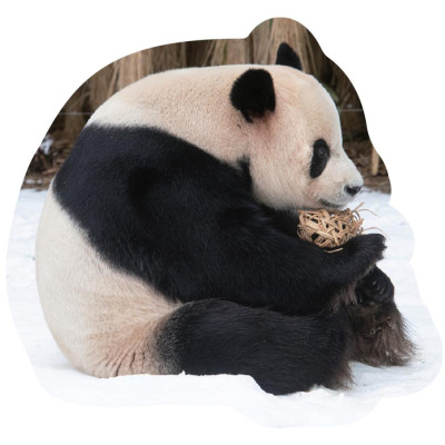 Sách Nhật Ký Hạnh Phúc Của Công Chúa Fubao - Bản Quyền