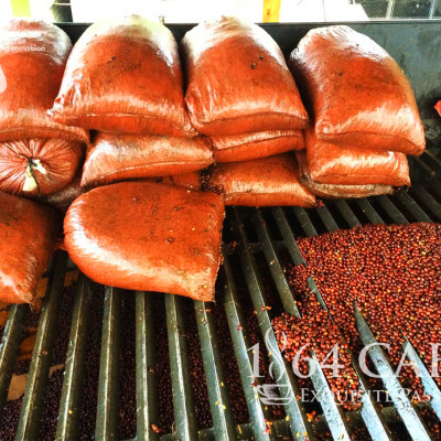 Cà phê hảo hạng (Specialty Coffee) 1864 CAFÉ Guatemala Puerta Verde nguyên hạt 220g