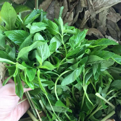 Dung dịch vệ sinh phụ nữ thảo dược 150ml hổ trợ ngăn ngừa các bệnh viêm, ngừa thường gặp ở phụ nữ