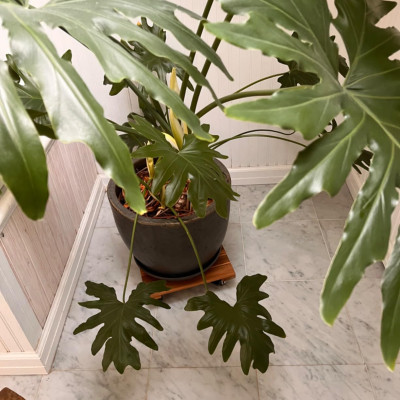 Đế Đôn Chậu Cây Có Bánh Xe Cao Cấp ANKAN Hình Vuông Màu Vàng 35x35 Cm Tải trọng 150 Kg Gỗ Tràm Bông