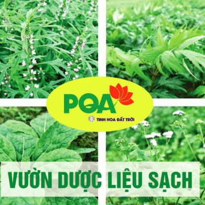 PQA An Dạ Dày là dược phẩm siro thảo dược dùng cho người bị viêm loét dạ dày, tá tràng có tác dụng hỗ trợ  hạn chế axit dịch vị, bảo vệ niêm mạc dạ dày, viêm loét dạ dày, tá tràng.
