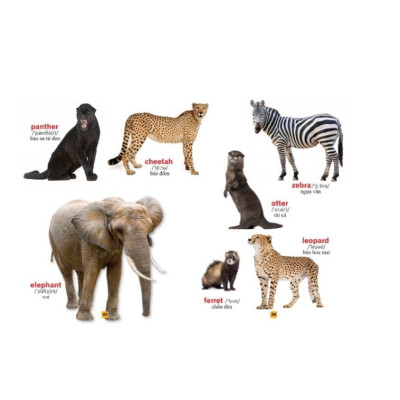 Sách - Từ điển bằng tranh - Thế giới động vật (bìa cứng)