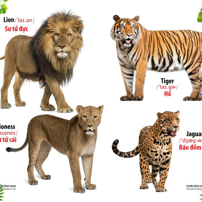Từ Điển Bằng Tranh - Thế Giới Động Vật