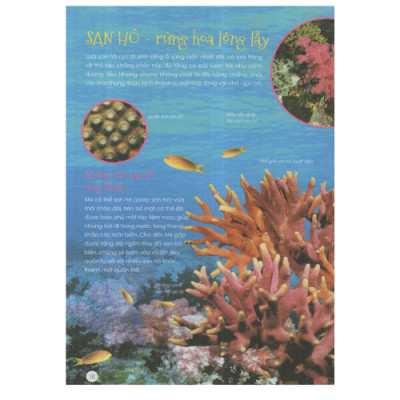 Động Vật Xinh Đẹp (HH)