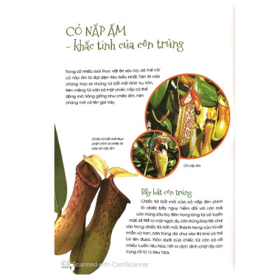 Thực Vật Thần Kỳ (HH)