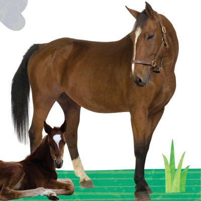 Sách To Ôm Sách Nhỏ - Động Vật Ở Nông Trại (Dành Cho Trẻ Từ 0-6 Tuổi)