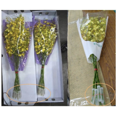 Dung Dịch Cắm Hoa Lan Vũ Nữ Lâu Tàn dạng bột của Israel (Combo 100 gói) giúp hoa lan nở đến nụ cuối cùng và hạn chế đen gốc hoa
