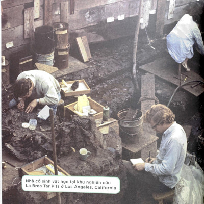 Nhà Khoa Học Nhí - Nghiên Cứu Hóa Thạch - Xương Khủng Long, Động Vật Cổ Đại Và Thời Tiền Sử